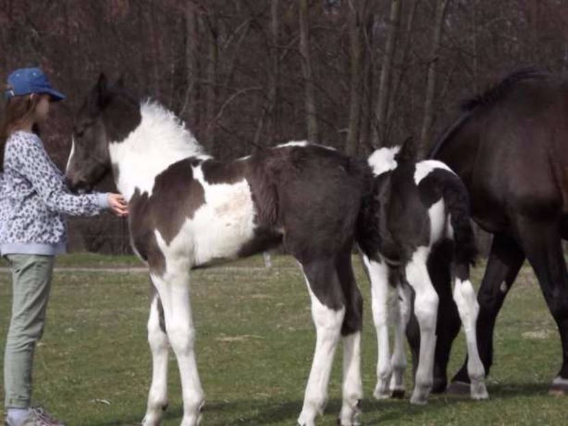 260990519_2_644x461_ogier-karosrokaty-dodaj-zdjecia_rev006 - ALTI ARMASARI FRUMOSI nu ii detin