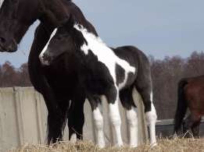 260990519_4_261x203_ogier-karosrokaty-zwierzeta_rev006 - ALTI ARMASARI FRUMOSI nu ii detin