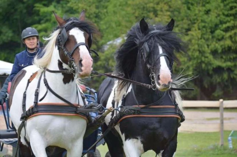 260990519_6_644x461_ogier-karosrokaty-_rev006 - ALTI ARMASARI FRUMOSI nu ii detin