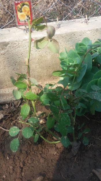 1490871887745-89009894 - Jayne Austin