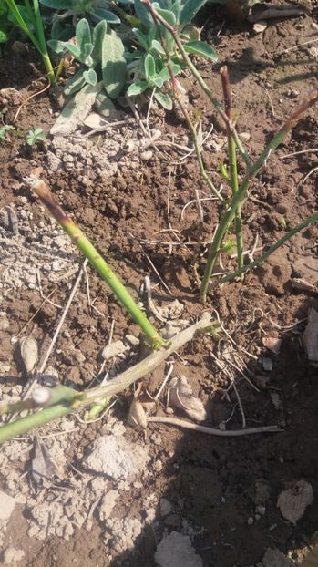  - Christopher marlowe