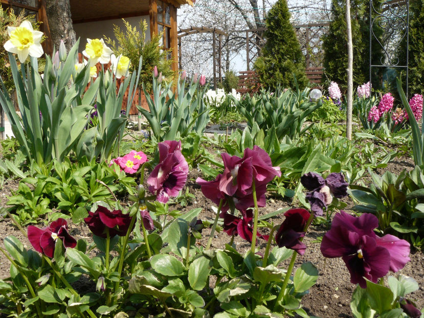 P1240558 - 2017_Martie_Gradina Rozelor