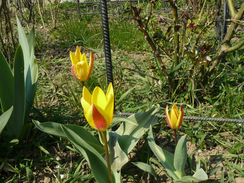 Giusepe Verdi - 2017_Martie_Gradina Rozelor