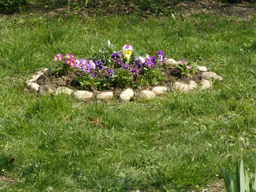 P1240594 - 2017_Martie_Gradina Rozelor