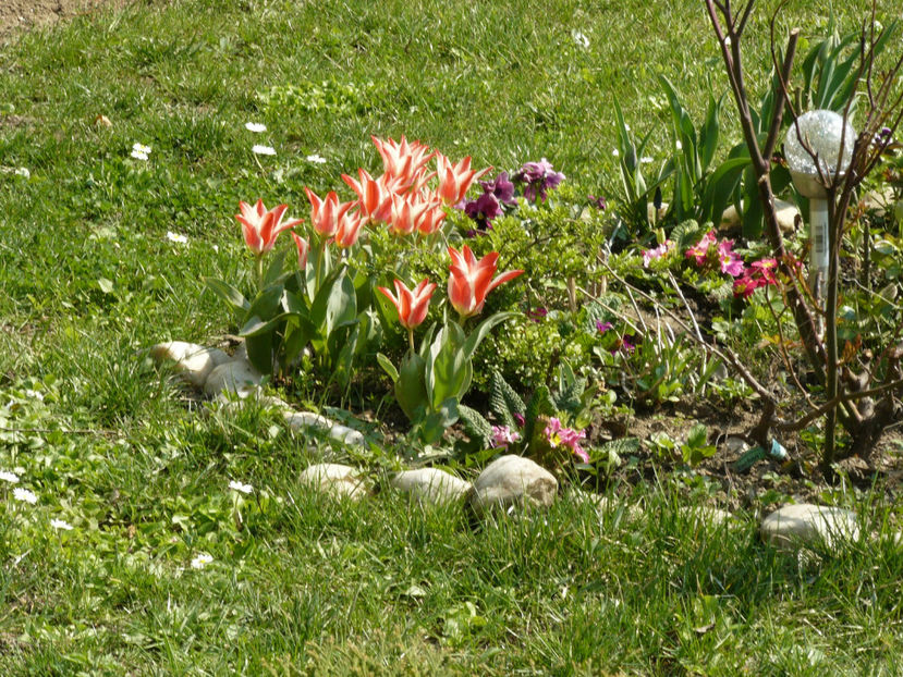 Tulip Pinochio - 2017_Martie_Gradina Rozelor