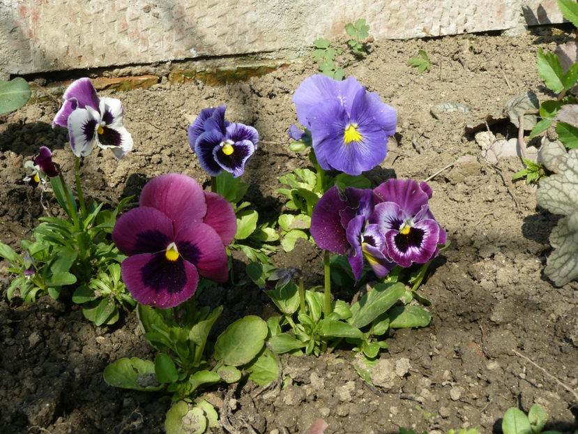 Panselute terasa north - 2017_Martie_Gradina Rozelor