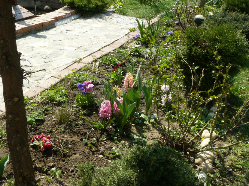 P1240678 - 2017_Martie_Gradina Rozelor