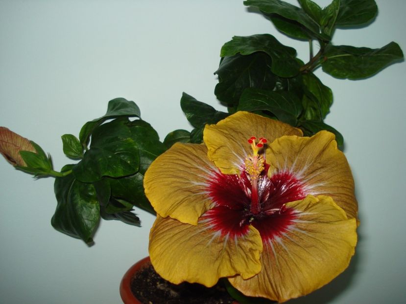  - Hibiscus Magic Mission