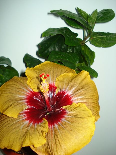  - Hibiscus Magic Mission