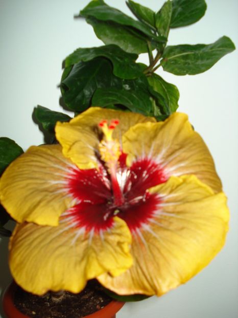  - Hibiscus Magic Mission