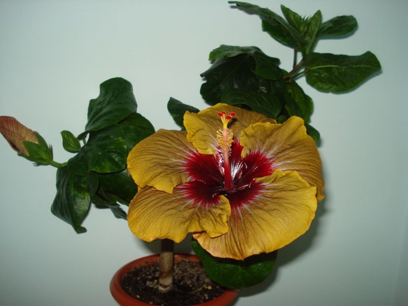  - Hibiscus Magic Mission