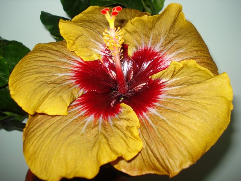  - Hibiscus Magic Mission