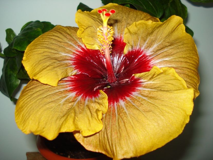  - Hibiscus Magic Mission