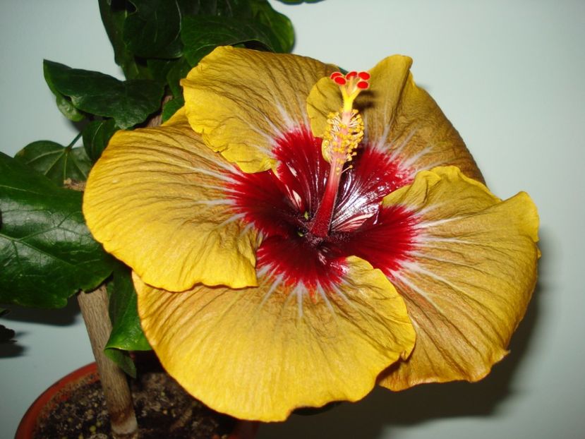  - Hibiscus Magic Mission