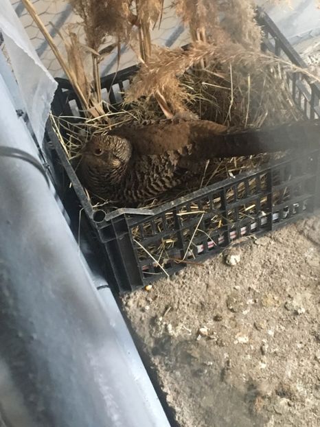  - Fazani Auriu pe Roșu