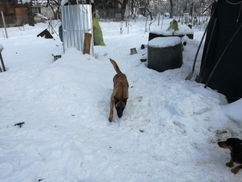  - malinois ciobanesc belgian