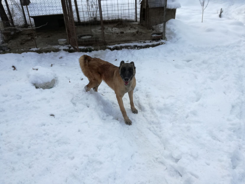  - malinois ciobanesc belgian