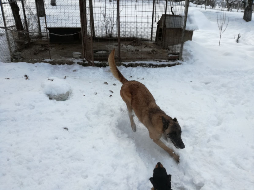  - malinois ciobanesc belgian