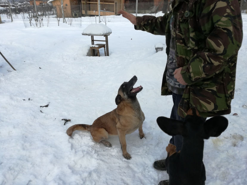  - malinois ciobanesc belgian