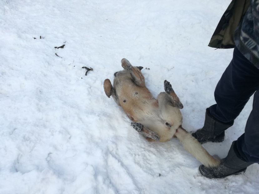  - malinois ciobanesc belgian