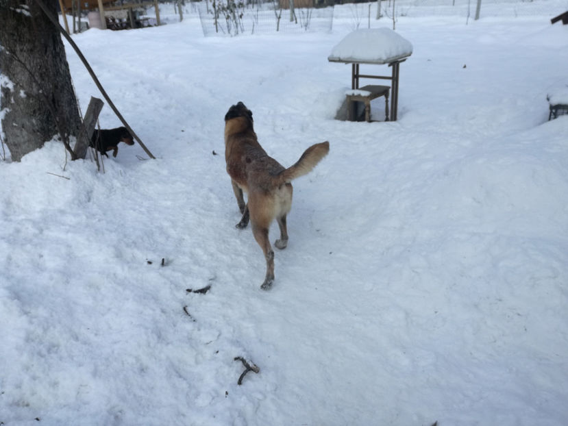  - malinois ciobanesc belgian