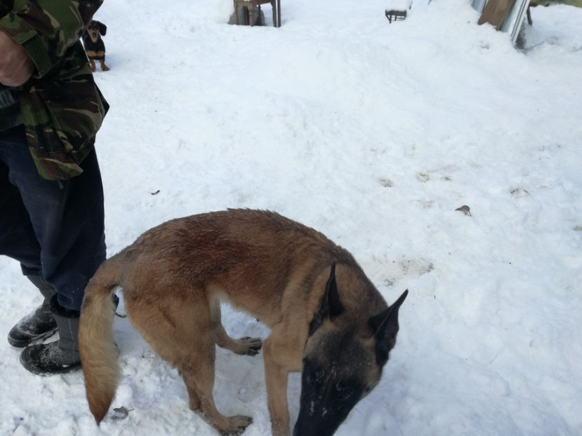  - malinois ciobanesc belgian