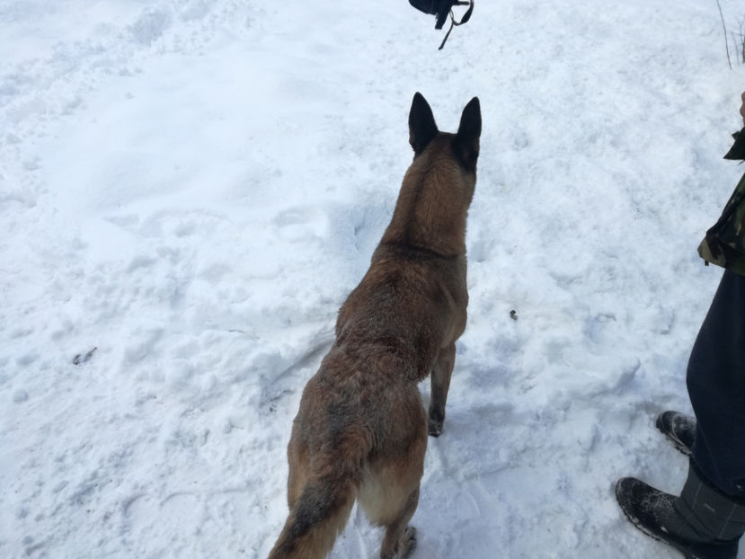  - malinois ciobanesc belgian