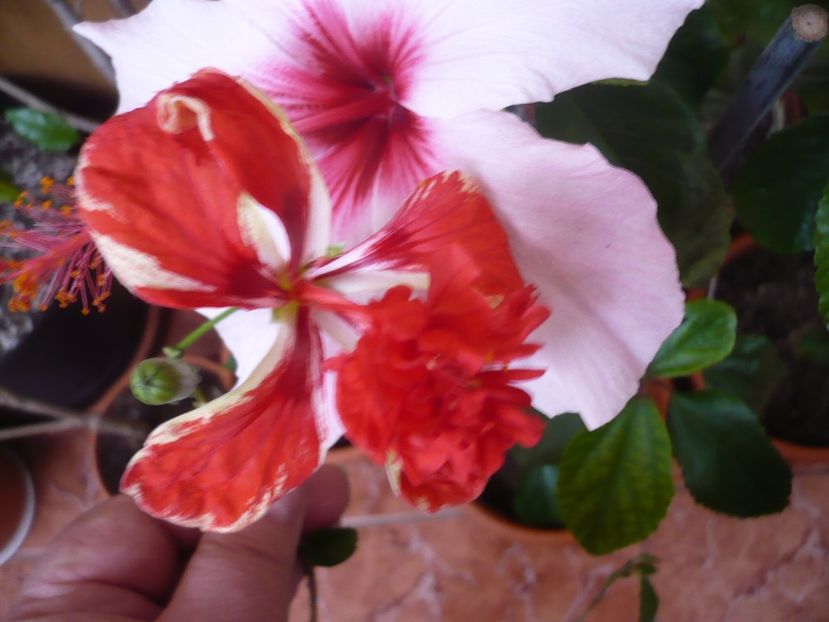 P1310384 - El capitolio