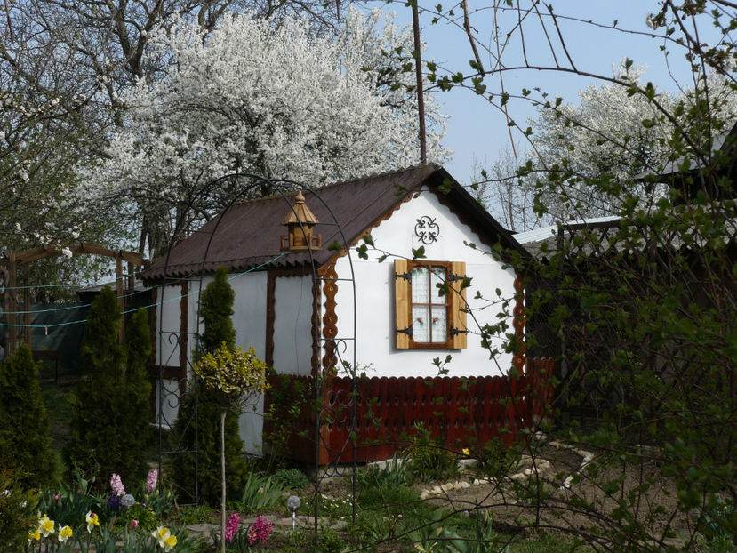 P1240700 - 2017_Martie_Gradina Rozelor