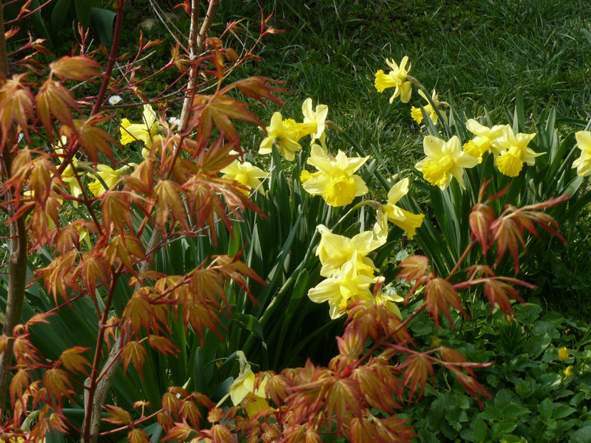 Acer Katsura si Narcise - 2017_Martie_Gradina Rozelor