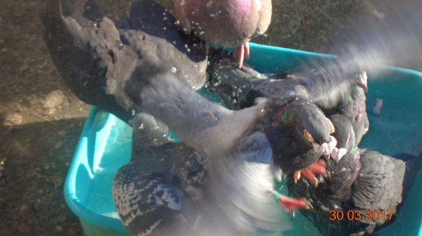 Balamuc - Viata porumbeilor 2017- partea 1