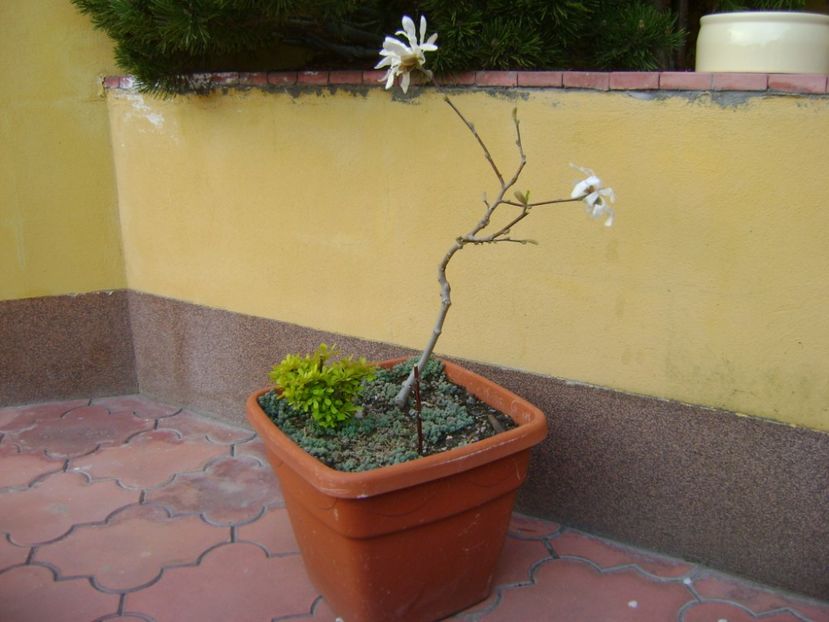 Magnolia stellata - Bonsai si prebonsai 2016-2017