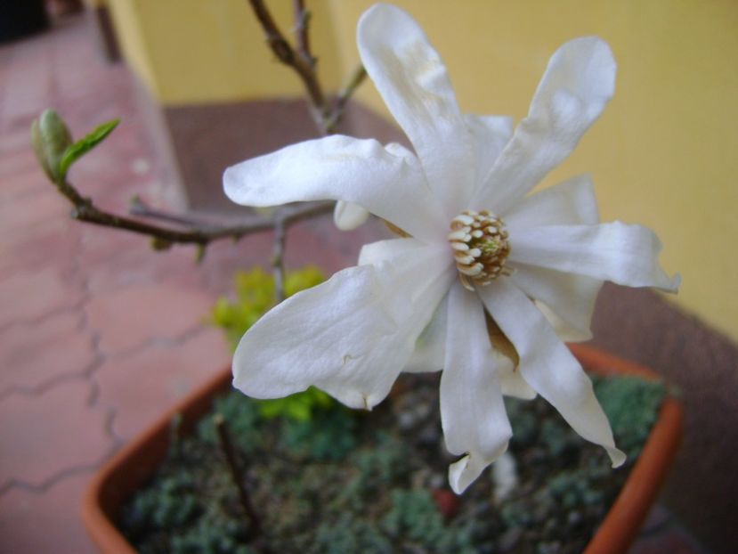 Magnolia stellata - Bonsai si prebonsai 2016-2017