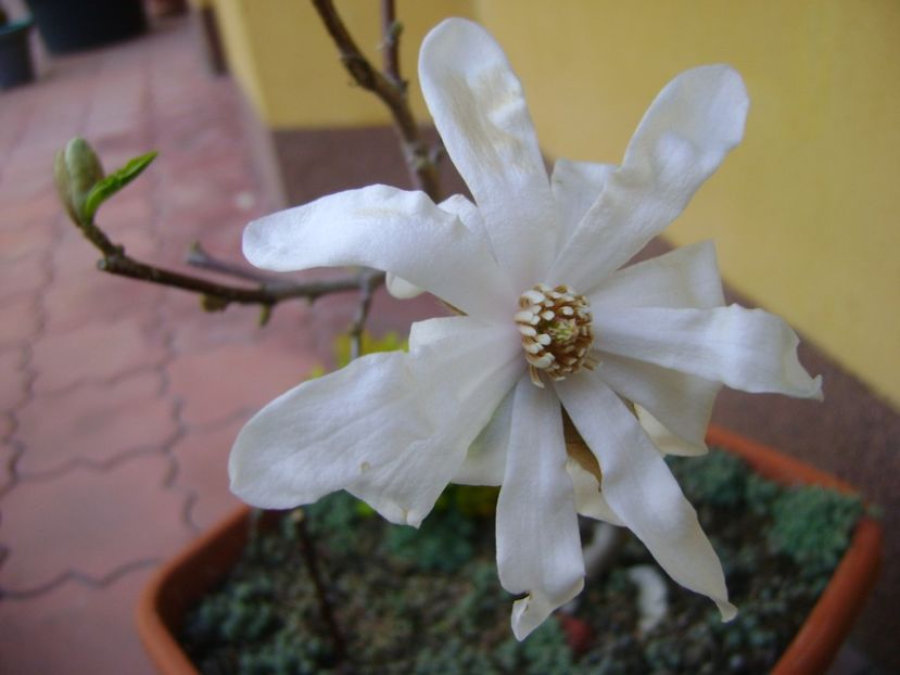 Magnolia stellata - Bonsai si prebonsai 2016-2017