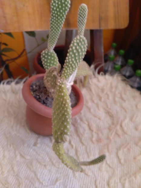 poze 2016 cactusi  si altele 002 - cactusi de  vanzare