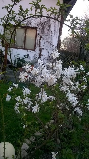  - 2017 Gradina