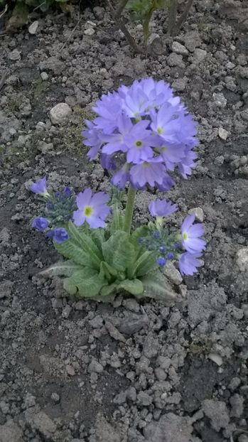 Primula denticulata - 2017 Gradina