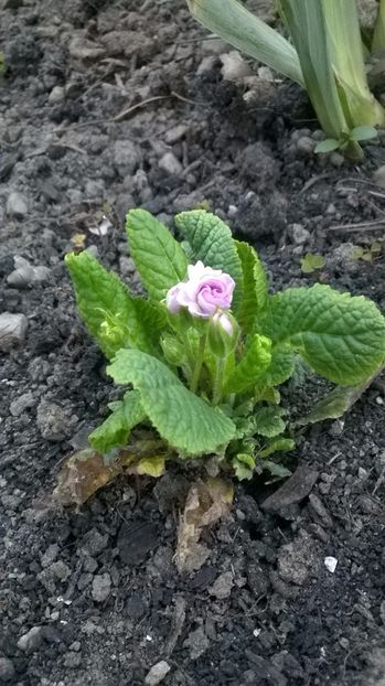Primula oboconica - 2017 Gradina