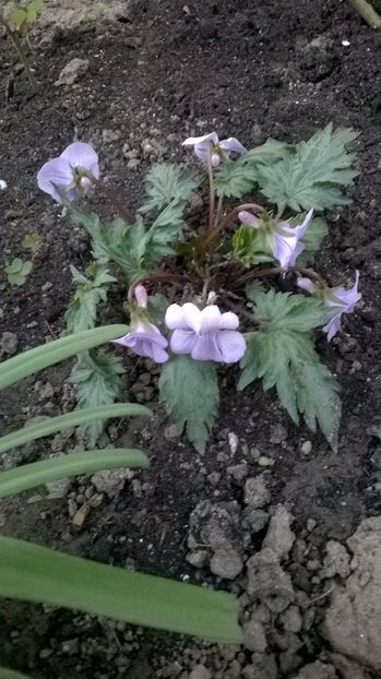 Viola silver samurai - 2017 Gradina