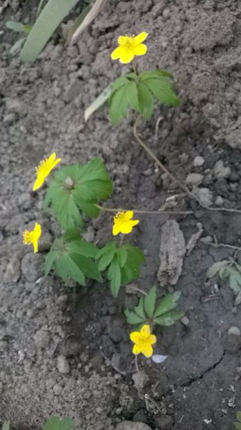 Anemone ranunculoides - 2017 Gradina