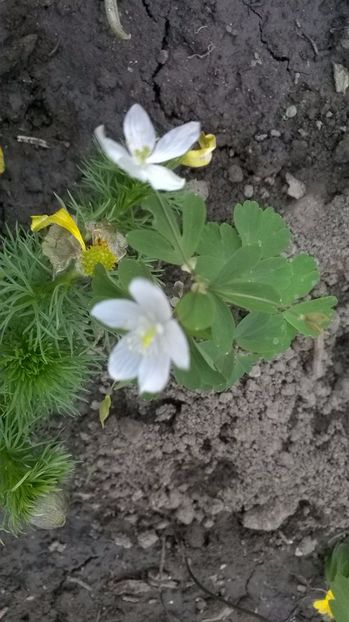 Anemone de padure, Pastita - 2017 Gradina