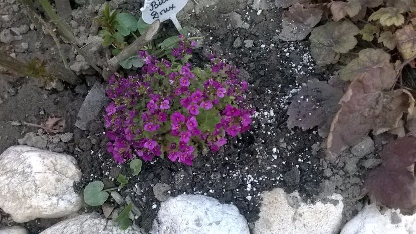 Aubrieta - 2017 Gradina