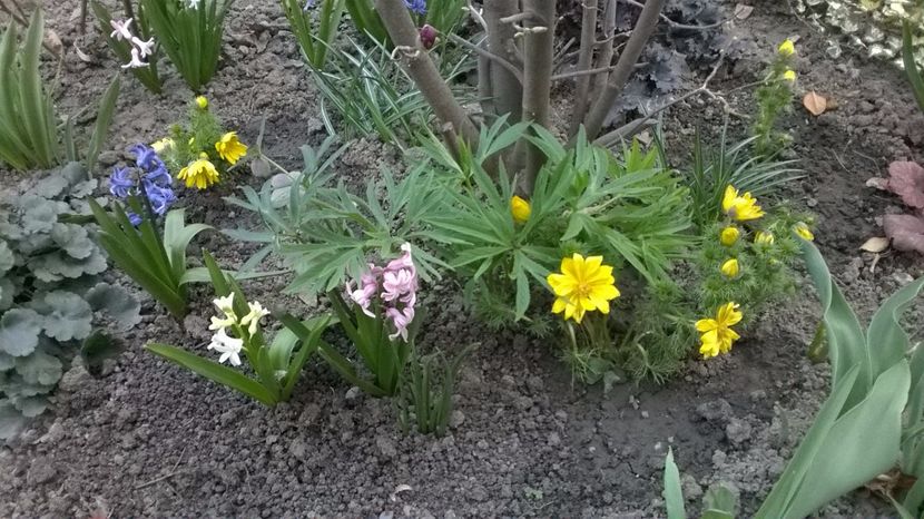 Ruscuta de primavara, spanz si zambile - 2017 Gradina