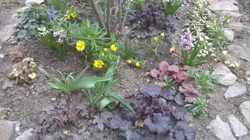 Cateva heuchere - 2017 Gradina