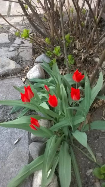 lalele pitice - 2017 Gradina