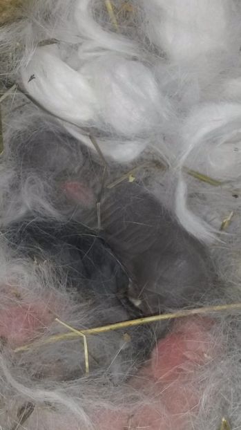  - Cuib din 30 martie2017