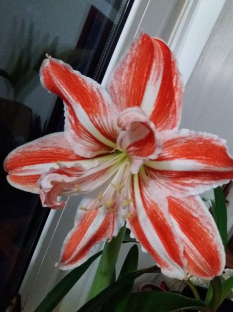 Dancing Queen - Amaryllis
