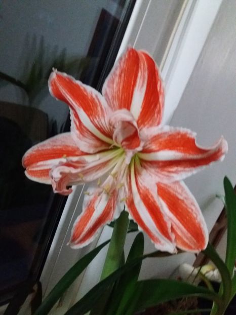  - Amaryllis
