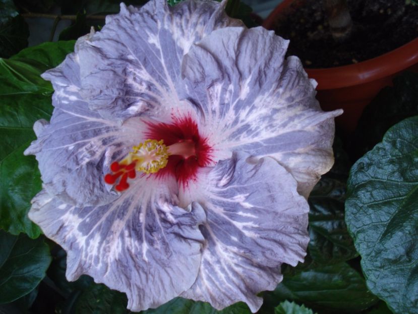  - Hibiscus Calm Ocean