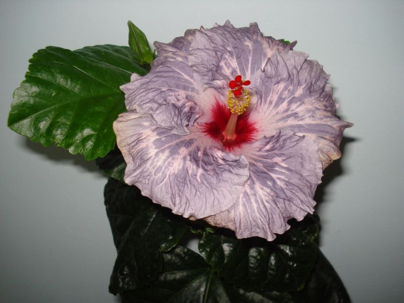  - Hibiscus Calm Ocean